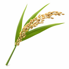 Rice spikes: rice plant ear with long green leaves, isolated on white background, brown rice, rice grain
