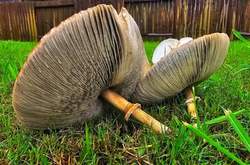 This is a close up picture of a mushroom, flowering in the grass, after an afternoon rain storm.