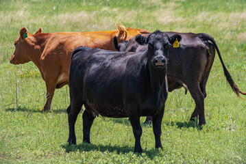 Cattle Grazing in a Green Pasture on a Sunny Day