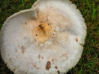 This is a close up picture of a mushroom, flowering in the grass, after an afternoon rain storm.