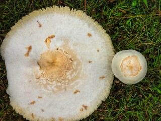 This is a close up picture of a mushroom, flowering in the grass, after an afternoon rain storm.