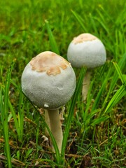 This is a close up picture of a mushroom, flowering in the grass, after an afternoon rain storm.