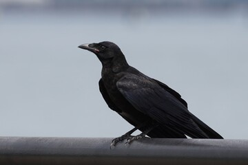 American crow is a large passerine bird species of the family Corvidae.