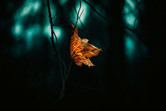 A withered maple leaf fell and became stuck in the branches of a tree on an autumn evening. The season of autumn had arrived.