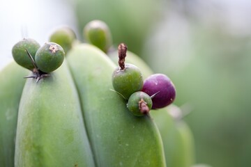 Fruits of a bilberry cactus, Myrtillocactus geometrizans