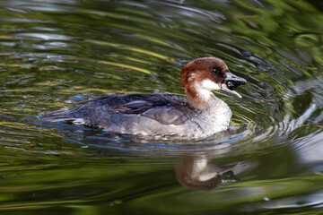 Smew (Mergellus albellus) Found in Northern Europe and Asia
