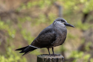 Female Inca Tern (Larosterna inca) Found Along the Coasts of Peru and Chile