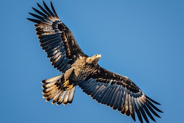 Fototapeta premium High-resolution image of a majestic eagle soaring in a clear blue sky, showcasing its detailed feathers and powerful wingspan.