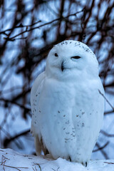 Snowy Owl (Bubo scandiacus) Found in Arctic Regions and Northern Canada