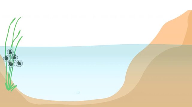 Frog lifecycle in underwater animation. Egg embryo tadpole, young froglet, adult frog. Reproductive metamorphosis. Amphibian reproduction. Life cycle Frogs. Grow development stages. Under water video 