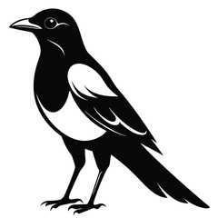 Black magpie silhouette on white background