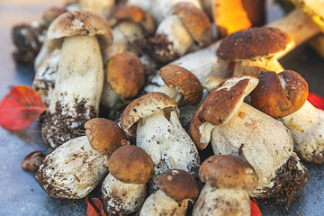 Autumn fall composition. Raw edible mushrooms Penny Bun on dark black stone shale background. Ceps over gray table. Cooking delicious organic mushroom gourmet food. Flat lay top view