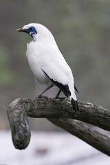 Pied Imperial Pigeon sitting on a tree branch