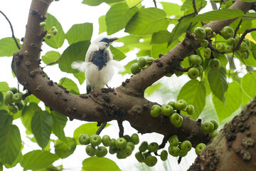 Pied Imperial Pigeon sitting on a tree branch