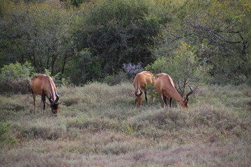Südafrika, Tiere