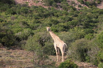 Südafrika, Tiere