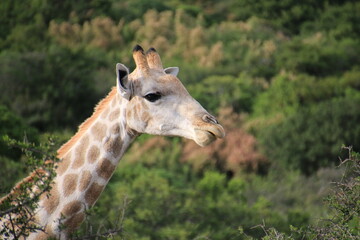 Obraz premium Südafrika, Tiere