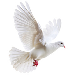 A beautiful white dove in flight with outstretched wings isolated on a white background. Symbol of...