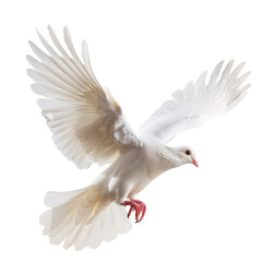 A beautiful white dove in flight with outstretched wings isolated on a white background. Symbol of peace and purity.