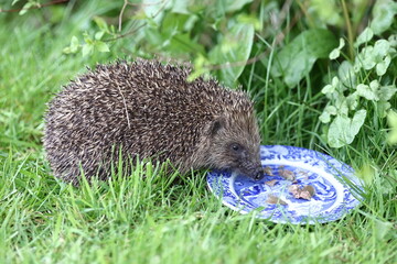 Hedgehog (Erinaceus).  A hedgehog is pictured feeding in Cumbria, Northern England. © ATGImages