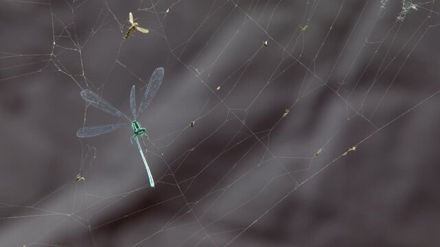 To be stuck in a web or spider's web. Powerless dragonfly prey caught in orb weaver spider web. Blue dragonfly. Web a Caught Beetle and Dragonfly. Trapped insects. Survival in wild nature. 