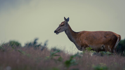 fallow deer in the woods