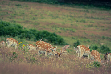 herd of deers grazing