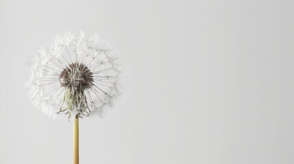 Obraz premium A fluffy dandelion on a plain white background