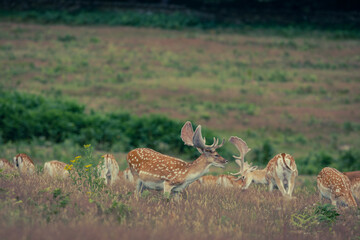 fallow deer in the woods