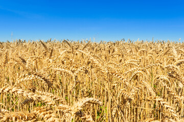 Yellow and orange ripe wheat ready for harvesting and blue sky on the horizon. Agricultural natural background of cereal crops. Selective focus