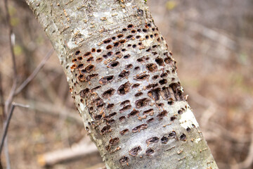 Holes in the bark of a birch tree made by yellow-bellied sapsuckers.