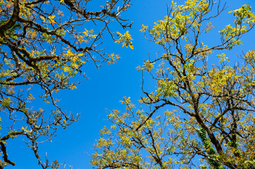 Plantation of high-quality PDO certified walnuts trees in Perigord Limousin Regional Natural Park, Dordogne, France in spring