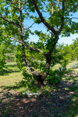 Truffle farm, cultivation of black winter Perigord truffles mushrooms, Tuber melanosporum, oak plantation, truffle hunting in winter on fields with oak trees