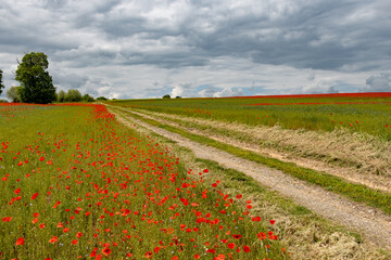 Colorful nature background, poppy and blue flax linen fields with many red poppy flowers, Charente,...