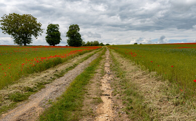 Colorful nature background, poppy and blue flax linen fields with many red poppy flowers, Charente, France in spring