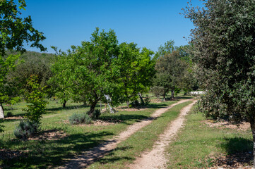 Truffle farm, cultivation of black winter Perigord truffles mushrooms, Tuber melanosporum, oak plantation, truffle hunting in winter on fields with oak trees