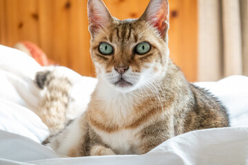 lazy and funny tabby cat