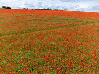 Obraz premium Colorful nature background, poppy and blue flax linen fields with many red poppy flowers, Charente, France in spring