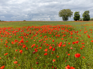 Colorful nature background, poppy and blue flax linen fields with many red poppy flowers, Charente, France in spring