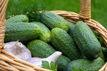 Fresh green small cucumbers in wicker basket on red background