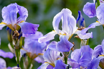 Lilac blue iris flowers, spring blossom of colorful irises in Provence, South of France, nature background