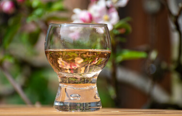Brut apple cider from Betuwe, Gelderland, in glass and blossom of apple tree in garden on background on sunny day, apple cider production in Netherlands
