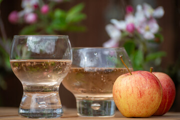 Brut apple cider from Betuwe, Gelderland, in glasses and blossom of apple tree in garden on background on sunny day, apple cider production in Netherlands