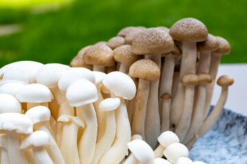 White and brown shimeji edible mushrooms native to East Asia, buna-shimeji is widely cultivated and rich umami tasting compounds