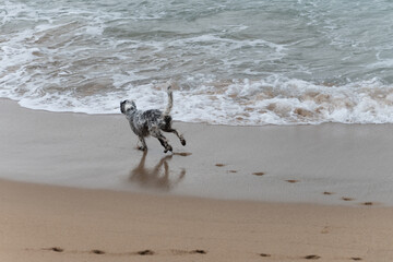 Playful dog enjoying on sandy beach on Saint Jean de Luz, France