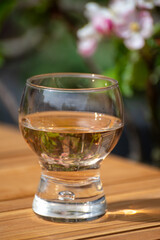 Brut apple cider from Betuwe, Gelderland, in glass and blossom of apple tree in garden on background on sunny day, apple cider production in Netherlands