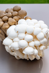 White and brown shimeji edible mushrooms native to East Asia, buna-shimeji is widely cultivated and rich umami tasting compounds