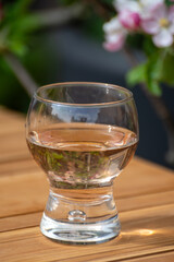 Brut apple cider from Betuwe, Gelderland, in glass and blossom of apple tree in garden on background on sunny day, apple cider production in Netherlands