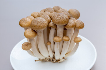 White and brown shimeji edible mushrooms native to East Asia, buna-shimeji is widely cultivated and rich umami tasting compounds