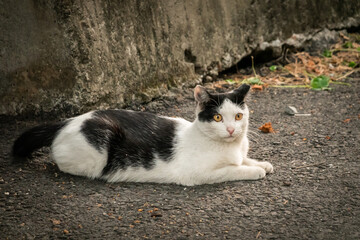 city stray cat